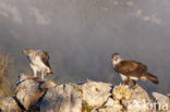 Bonelli s Eagle (Hieraaetus fasciatus)