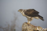 Bonelli s Eagle (Hieraaetus fasciatus)