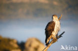 Bonelli s Eagle (Hieraaetus fasciatus)