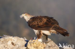 Bonelli s Eagle (Hieraaetus fasciatus)