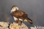 Bonelli s Eagle (Hieraaetus fasciatus)