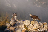 Bonelli s Eagle (Hieraaetus fasciatus)