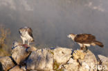 Bonelli s Eagle (Hieraaetus fasciatus)