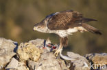 Bonelli s Eagle (Hieraaetus fasciatus)