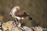 Bonelli s Eagle (Hieraaetus fasciatus)