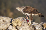 Bonelli s Eagle (Hieraaetus fasciatus)