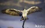 Bonelli s Eagle (Hieraaetus fasciatus)