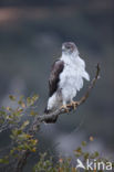 Bonelli s Eagle (Hieraaetus fasciatus)