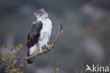 Bonelli s Eagle (Hieraaetus fasciatus)