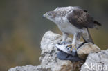 Bonelli s Eagle (Hieraaetus fasciatus)