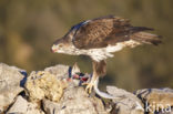 Bonelli s Eagle (Hieraaetus fasciatus)