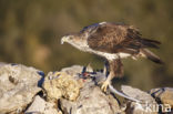 Bonelli s Eagle (Hieraaetus fasciatus)