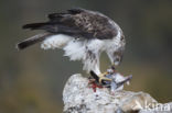 Bonelli s Eagle (Hieraaetus fasciatus)