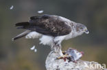 Bonelli s Eagle (Hieraaetus fasciatus)