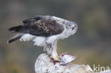 Bonelli s Eagle (Hieraaetus fasciatus)