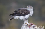 Bonelli s Eagle (Hieraaetus fasciatus)