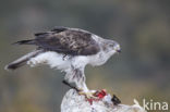 Bonelli s Eagle (Hieraaetus fasciatus)