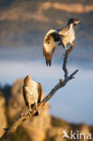 Bonelli s Eagle (Hieraaetus fasciatus)