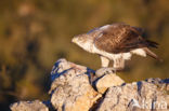 Bonelli s Eagle (Hieraaetus fasciatus)