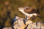 Bonelli s Eagle (Hieraaetus fasciatus)