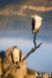 Bonelli s Eagle (Hieraaetus fasciatus)