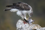 Bonelli s Eagle (Hieraaetus fasciatus)