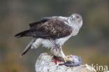 Bonelli s Eagle (Hieraaetus fasciatus)