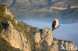 Bonelli s Eagle (Hieraaetus fasciatus)