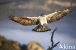 Bonelli s Eagle (Hieraaetus fasciatus)