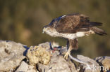 Bonelli s Eagle (Hieraaetus fasciatus)