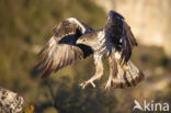 Bonelli s Eagle (Hieraaetus fasciatus)