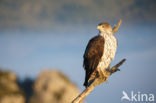 Bonelli s Eagle (Hieraaetus fasciatus)