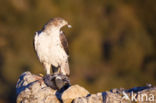 Bonelli s Eagle (Hieraaetus fasciatus)