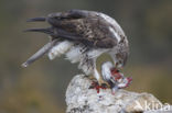 Bonelli s Eagle (Hieraaetus fasciatus)