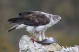 Bonelli s Eagle (Hieraaetus fasciatus)