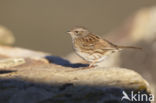 Dunnock