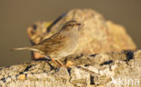 Heggemus (Prunella modularis)