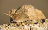 Heggemus (Prunella modularis)