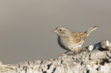 Heggemus (Prunella modularis)