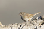 Heggemus (Prunella modularis)