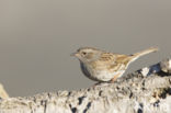 Heggemus (Prunella modularis)