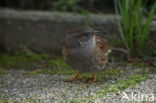 Heggemus (Prunella modularis)