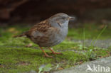 Heggemus (Prunella modularis)