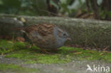 Heggemus (Prunella modularis)