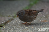 Heggemus (Prunella modularis)