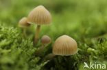 Honinggeel mosklokje (Galerina pumila)