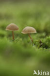 Honinggeel mosklokje (Galerina pumila)