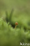 Honinggeel mosklokje (Galerina pumila)