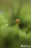 Honinggeel mosklokje (Galerina pumila)