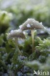 Honinggeel mosklokje (Galerina pumila)